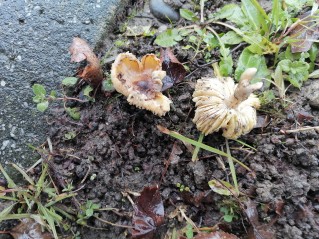 Tricholoma scalpturatum