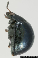 Plagiodera versicolora