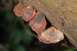 Lentinellus ursinus