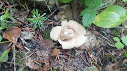 Geastrum triplex