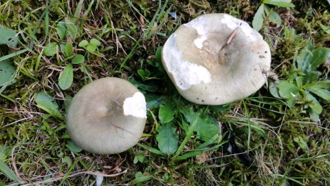 Russula heterophylla