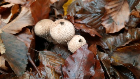 Lycoperdon perlatum