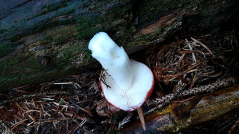 Russula emetica