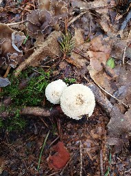 Lycoperdon perlatum