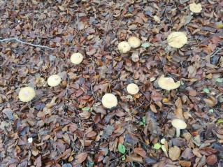 Cortinarius caperatus