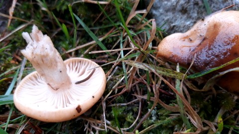 Hygrophorus discoideus