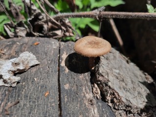 Lentinus substrictus