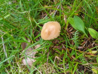 Marasmius oreades