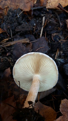 Pholiota lenta