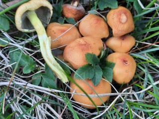 Hypholoma fasciculare