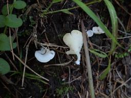 Clitopilus scyphoides