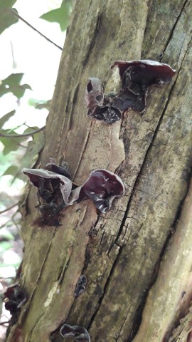 Auricularia auricula-judae