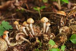 Deconica crobula