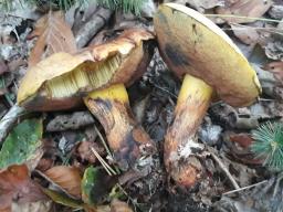 Neoboletus xanthopus