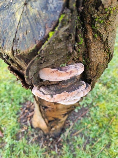 Phellinus pomaceus