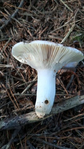 Russula vesca