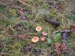 Hygrophorus discoideus