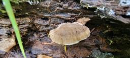 Tyromyces fumidiceps