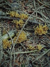 Ramaria abietina