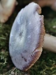 Russula grisea