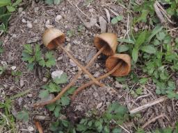 Conocybe rickeniana