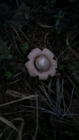 Geastrum fimbriatum