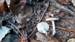 Hygrophorus discoideus