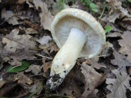 Tricholoma acerbum