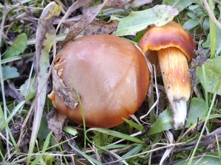 Hygrocybe punicea