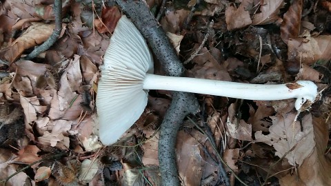 Megacollybia platyphylla