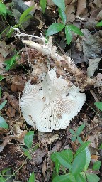 Megacollybia platyphylla