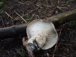 Lactarius trivialis