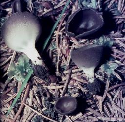 Dissingia leucomelaena