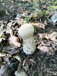 Lycoperdon perlatum