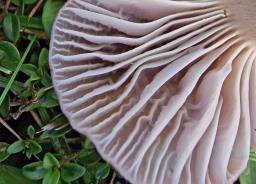 Cuphophyllus canescens