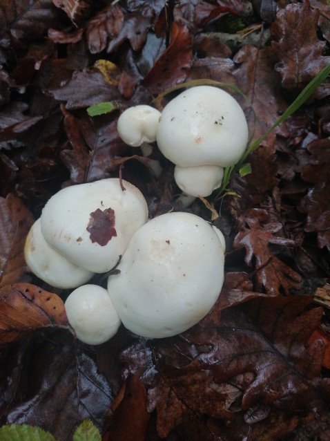 Hygrophorus eburneus