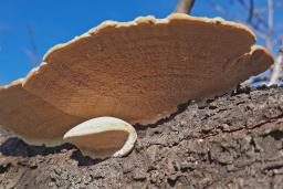 Trametes hirsuta