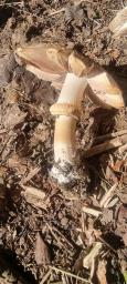 Agaricus xanthodermus