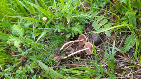 Agrocybe pediades