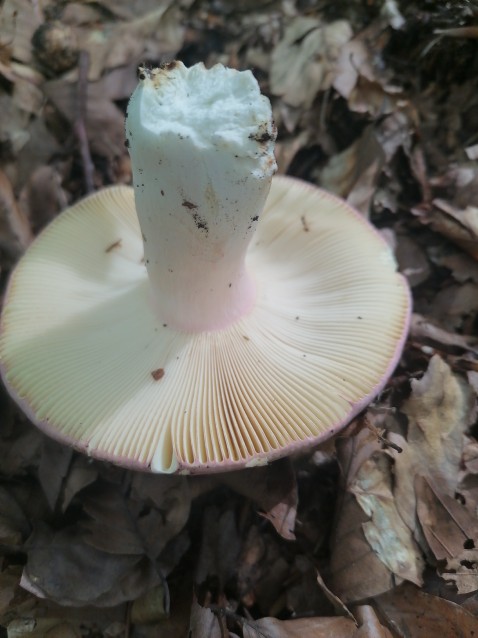 Russula olivacea