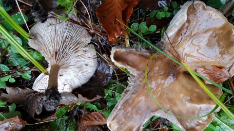 Melanoleuca grammopodia