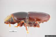 Scolytus scolytus
