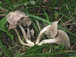 Hygrocybe radiata