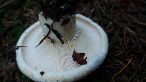 Lactifluus vellereus