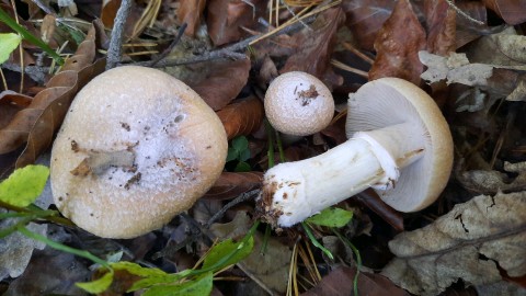 Cortinarius caperatus