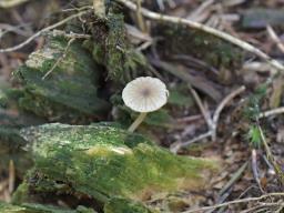 Lichenomphalia umbellifera