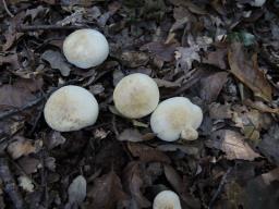 Tricholoma lascivum