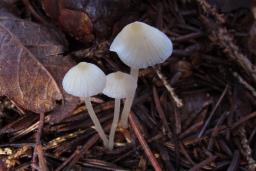 Atheniella flavoalba