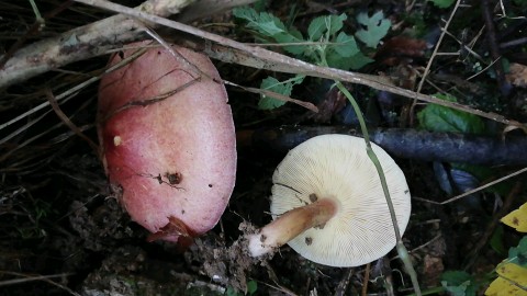 Tricholomopsis rutilans