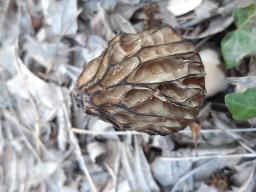 Morchella semilibera